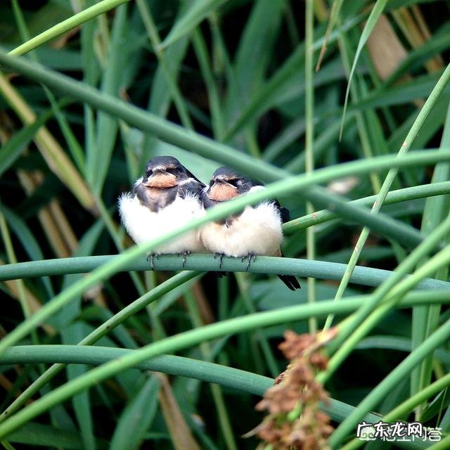 为什么中国老百姓基本上不吃燕子和喜鹊?