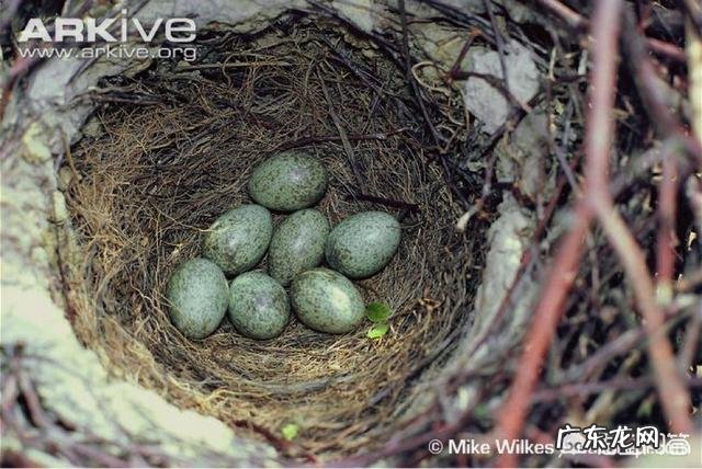 为什么中国老百姓基本上不吃燕子和喜鹊?