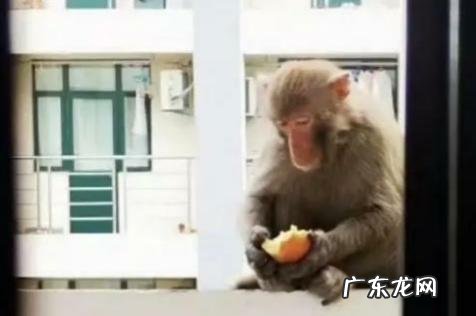 猴子会像人一样喜欢喝酒吗?