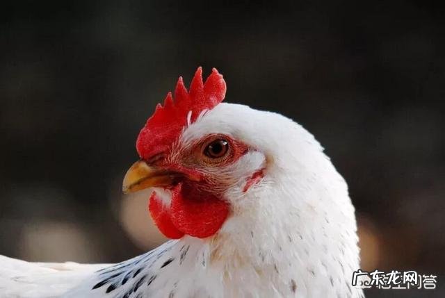 农村老话“十年的鸡头赛砒霜”,鸡头有毒吗?