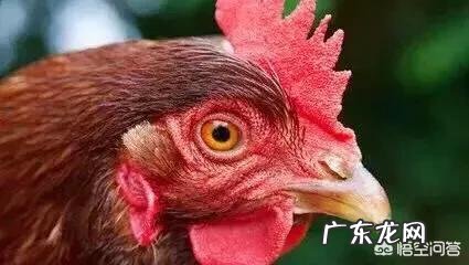 农村老话“十年的鸡头赛砒霜”,鸡头有毒吗?