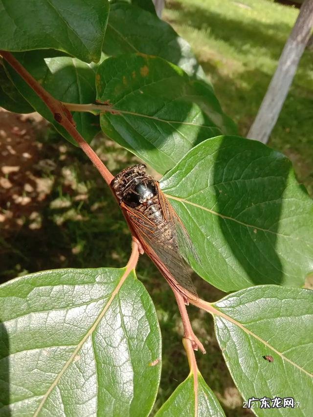 睡觉的重要性作文600字?