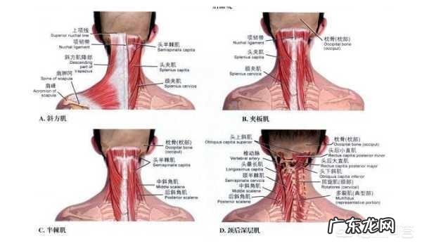 富贵包,最佳处理方式是穴位按摩,对此,你认可吗?
