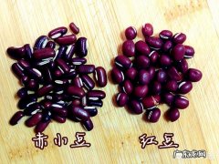 绿豆百合汤的功效与作用是什么？ 绿豆百合汤的做法功效