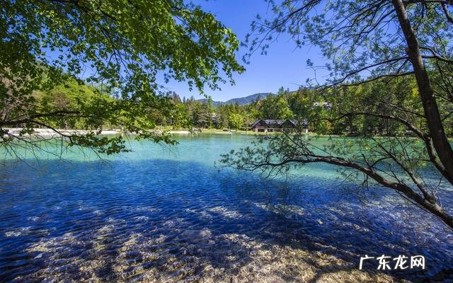 属狗的女生的性格特点是什么?