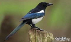 农村常见的喜鹊到底是吉祥鸟还是害鸟？