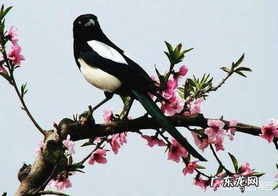 农村常见的喜鹊到底是吉祥鸟还是害鸟？