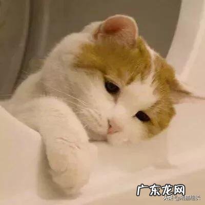 怎么挑选适合猫咪的猫粮?