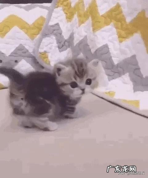 怎么挑选适合猫咪的猫粮?