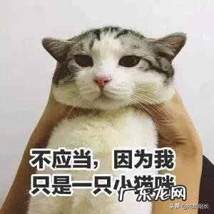 怎么挑选适合猫咪的猫粮?