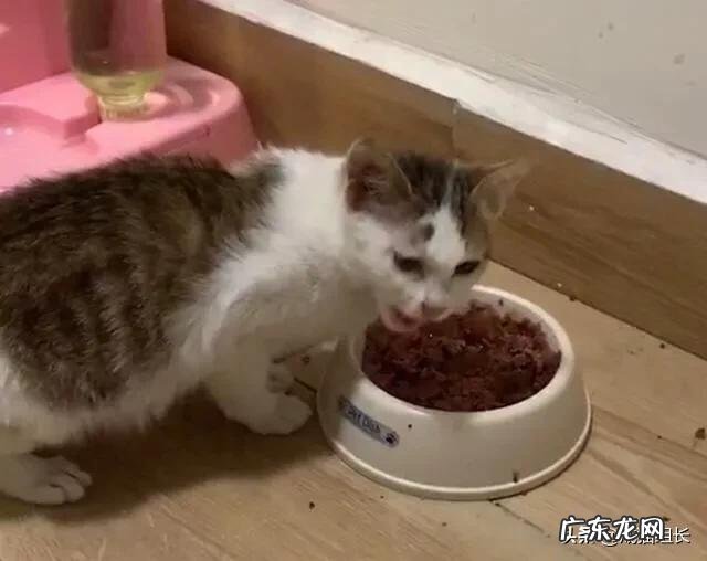 怎么挑选适合猫咪的猫粮?