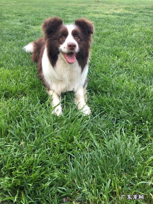 养一只大型犬要花多少钱?