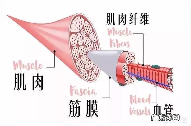 用泡沫轴滚小腿有何作用?