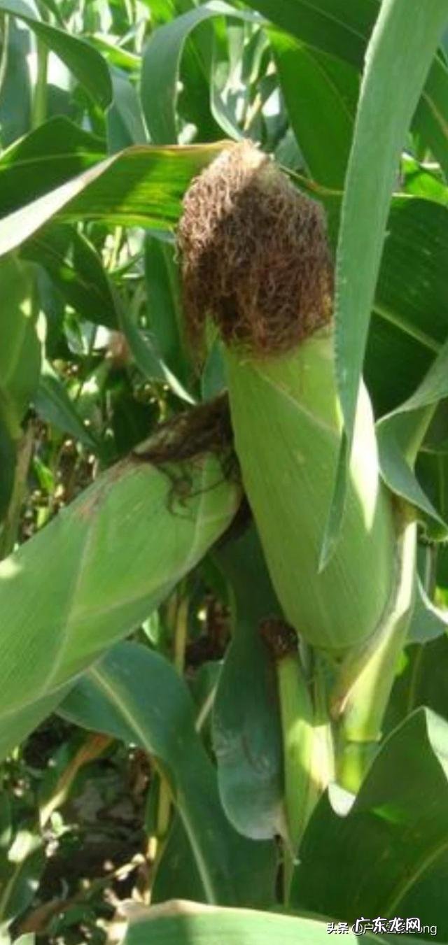 玉米出苗了,田里的草很大,咋办?