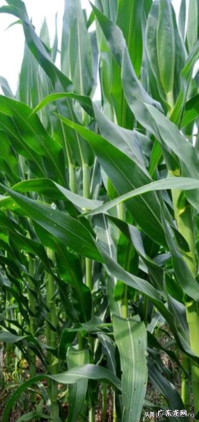 玉米出苗了,田里的草很大,咋办?