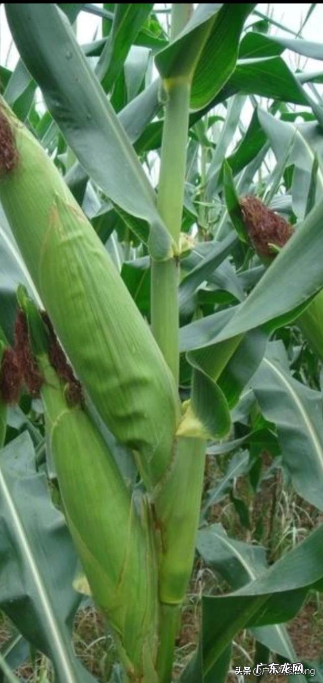 玉米出苗了,田里的草很大,咋办?