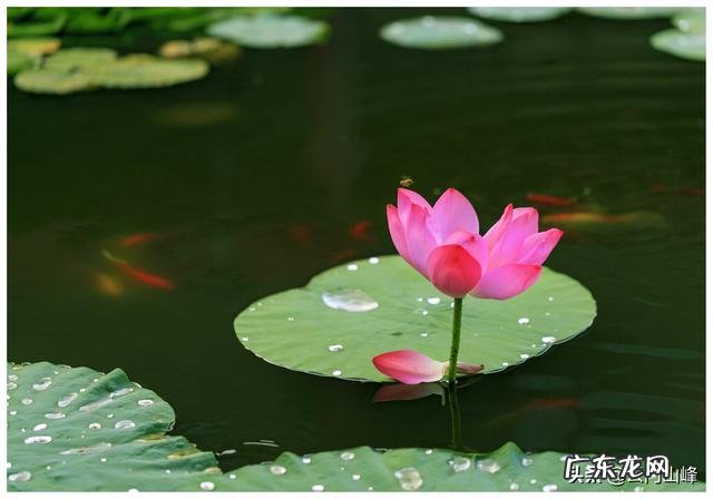 新手应该怎么挑选普洱茶？