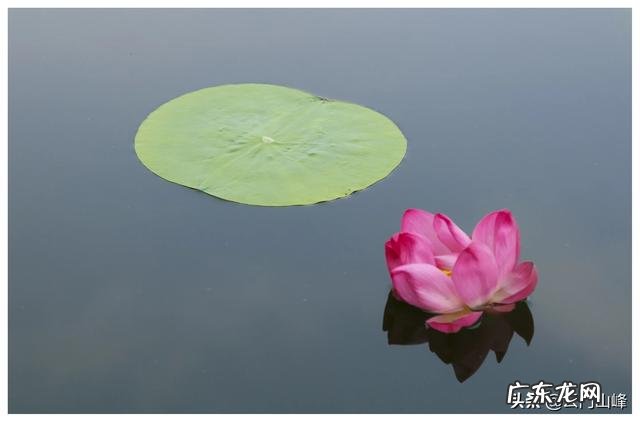 新手应该怎么挑选普洱茶？