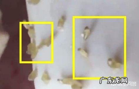 毛孔里的油脂分泌物为什么是硬的？怎么清除毛孔里的油脂分泌物？