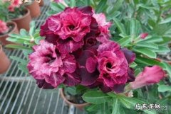 结肠癌和直肠癌的主要症状是什么？