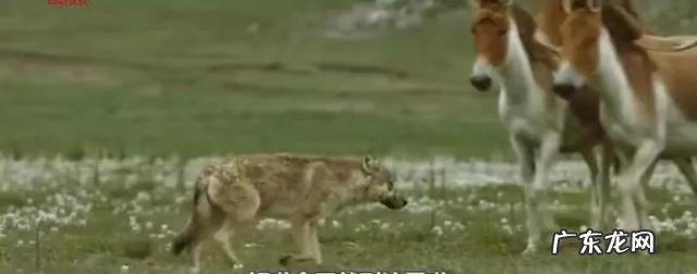 中国人的双眼皮基因从何而来?