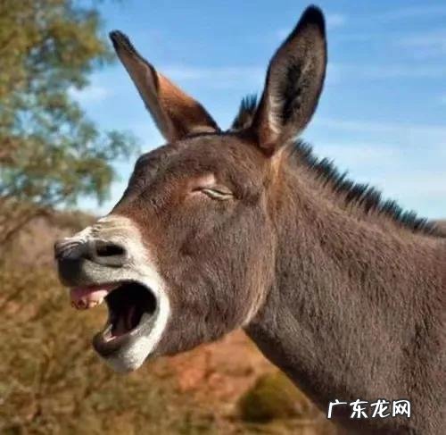 中国人的双眼皮基因从何而来?