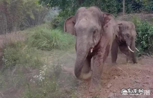 年入1.5亿!人见人烦的“小卡片”,这次为何火遍全网?