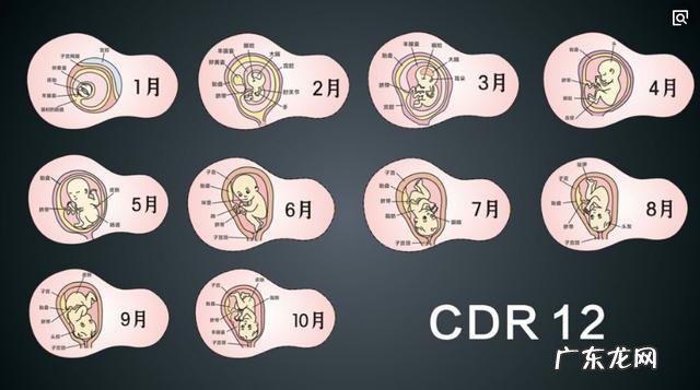 怀孕一个月的时候,胎儿一般是多大
