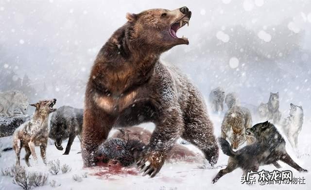 碎骨大鬣兽打的过巨型短面熊吗