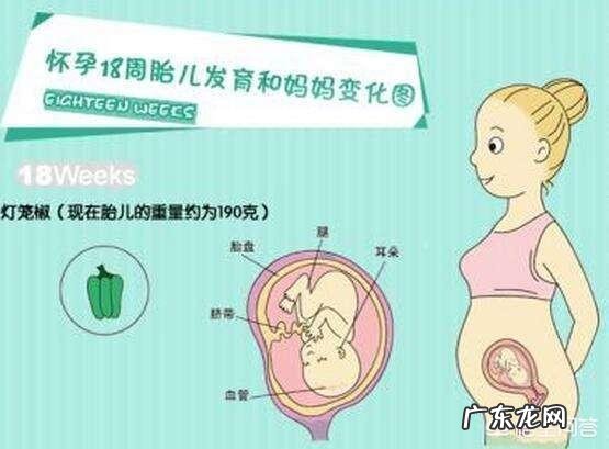 18周的胎儿一般多长时间会胎动一下