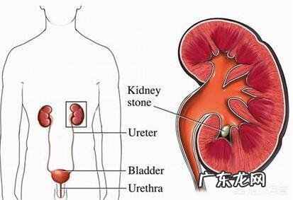 肾不好的时候,耳朵和舌头会发出什么信号?
