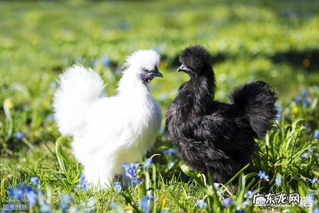 预测2020年肉鸡养殖行情会如何