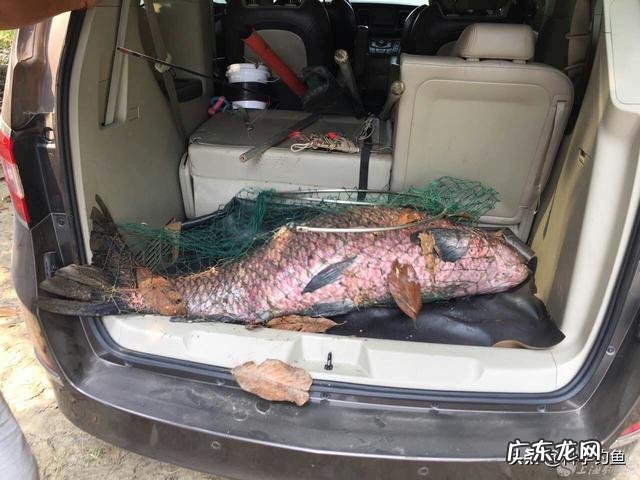 6.3米,能钓50斤鱼,300-400元的大物竿有哪些推荐