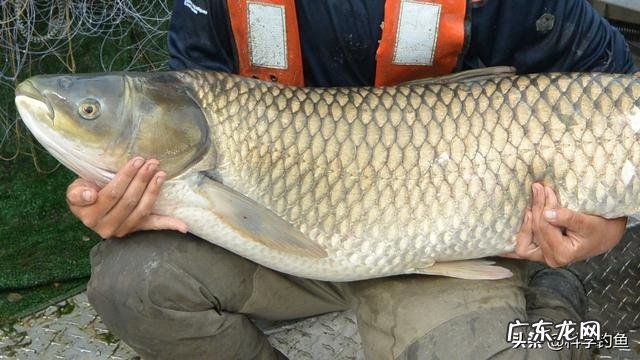 6.3米,能钓50斤鱼,300-400元的大物竿有哪些推荐