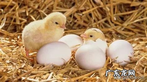 6.3米,能钓50斤鱼,300-400元的大物竿有哪些推荐