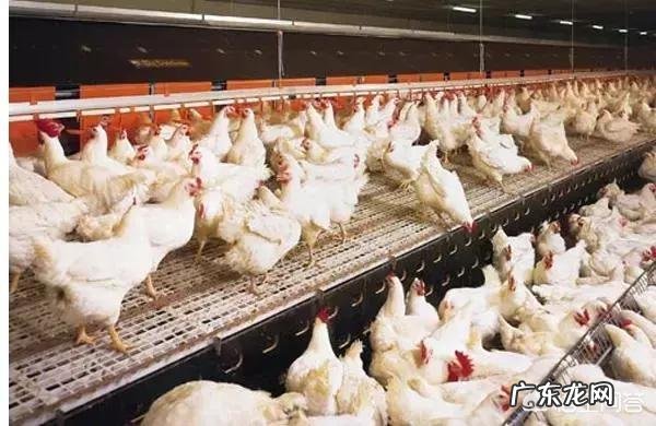 817肉鸡养到多少斤卖得比较贵呀怎么养好