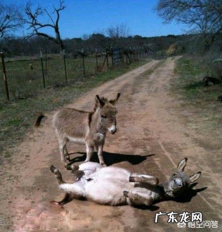 你是偏向于运动减肥,还是节食减肥?有什么正确的减肥方法? 什么运动是最靠谱的减肥方法