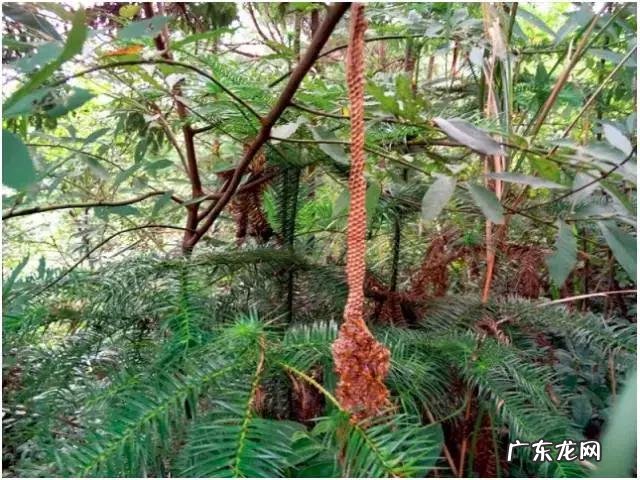 如何写好走心的蜂蜜产品众筹文案?