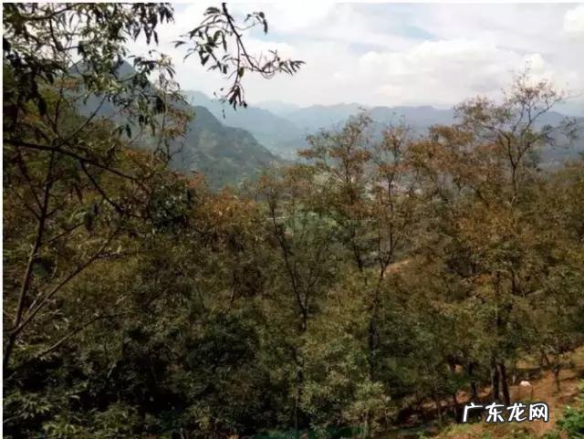 如何写好走心的蜂蜜产品众筹文案?