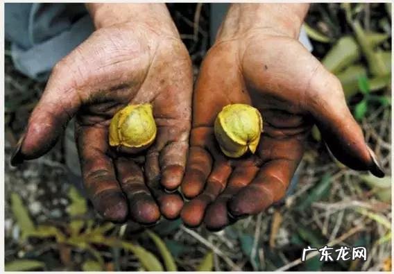 如何写好走心的蜂蜜产品众筹文案?