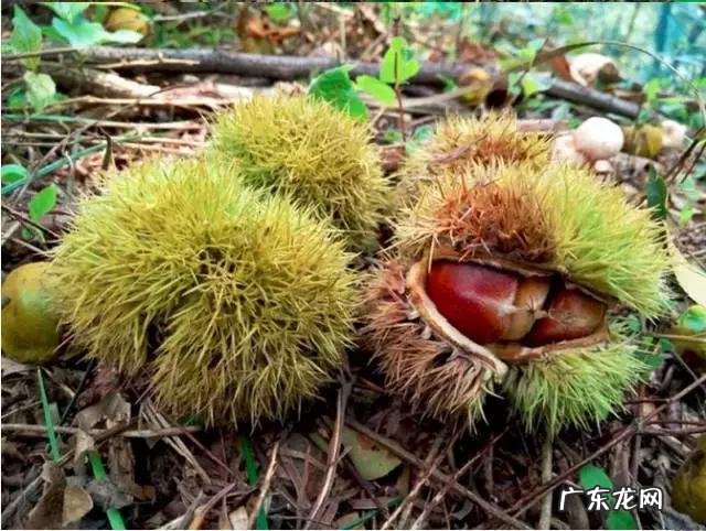 如何写好走心的蜂蜜产品众筹文案?