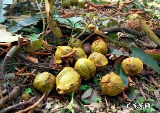 如何写好走心的蜂蜜产品众筹文案?