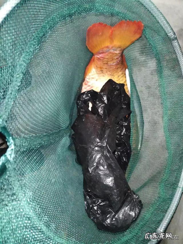 关于钓鱼,钓友们对小药的作用是如何理解的