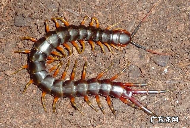 被称为地球之肺的亚马逊热带雨林,到底有多可怕