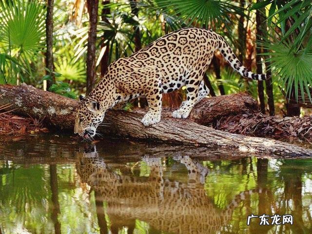被称为地球之肺的亚马逊热带雨林,到底有多可怕