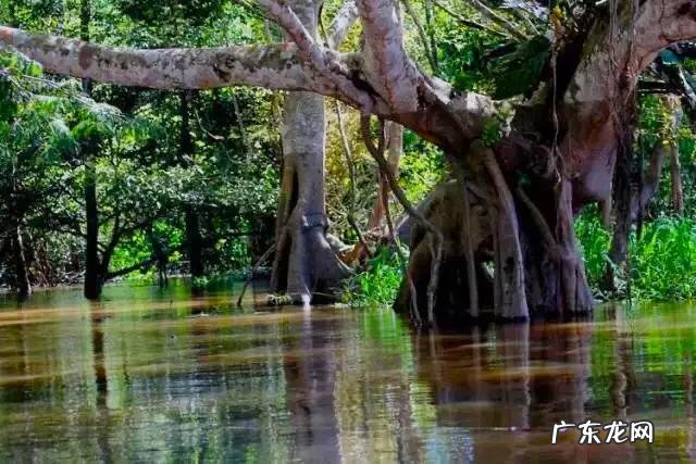 被称为地球之肺的亚马逊热带雨林,到底有多可怕