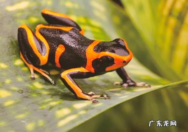 被称为地球之肺的亚马逊热带雨林,到底有多可怕
