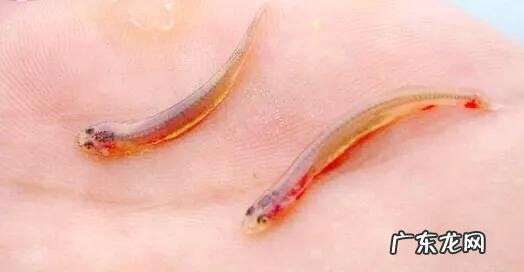 被称为地球之肺的亚马逊热带雨林,到底有多可怕