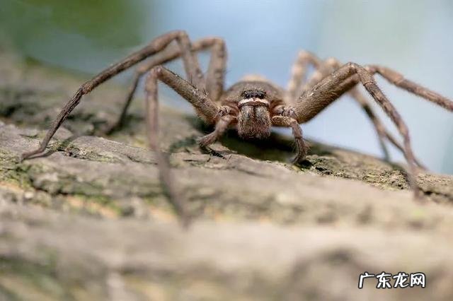 被称为地球之肺的亚马逊热带雨林,到底有多可怕