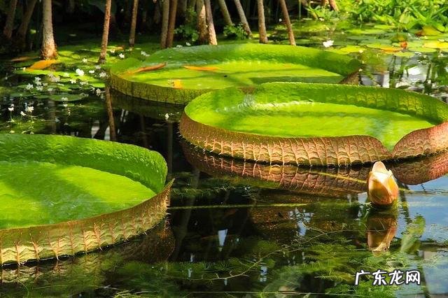被称为地球之肺的亚马逊热带雨林,到底有多可怕